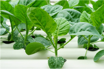 安定した供給が可能な農業