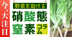 硝酸態窒素コラム