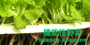 機能性野菜水耕栽培